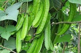 Kumpulan gambar lucu banget yang kocak dan paling unik (bergerak, animasi kartun, kata kata bahasa jawa. Jarang Diketahui Ini 5 Manfaat Sayur Kecipir Bagi Kesehatan