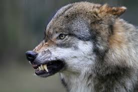 Pin On Wolves