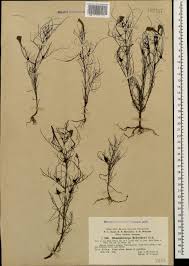 Image result for Rhamphicarpa