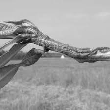 Animals causing most public concern and economic and ecological damage include Pdf Insect And Other Pests Of Poplars And Willows In Poplars And Willows Trees For Society And The Environment Edited By J G Isebrands And J Richardson A Co Publication Of The Food And