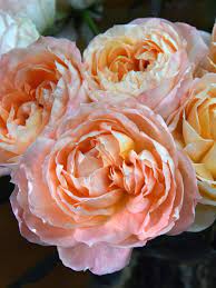 Princess Aiko Beloved Is From Our Princess Japanese Garden Rose Collection And Is Grown Exclusively By Alexandra Farms Rose Varieties Rose Rose Garden