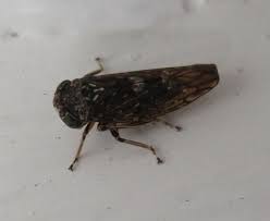 Die zikaden die neue landschaft, released 24 april 2015 1. Heute Lief Diese Kleine Zikade Am Kuchenfensterrahmen Herum Foto Bild Insekten Natur Tiere Bilder Auf Fotocommunity