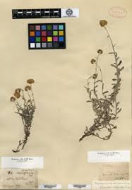 Image result for Helichrysum stenopterum