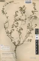 Image result for Tribulus zeyheri