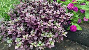 Do you know how to prune ruby loropetalum? Plant Portrait Joseph S Coat A Terrific Plant Forplant For The Garden Little Ruby Youtube