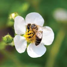 Birds And Bees Nursery Website Neonicotinoid Insecticides Mother Earth News Plant Nursery Bee Mother Earth News