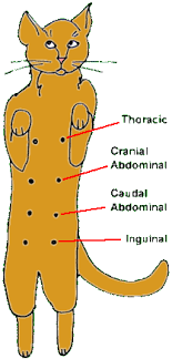 Unusual lumps or swellings anywhere on your cat's body, especially if they're getting larger or changing shape.; Mammary Cancer In Cats Veterinary Partner Vin