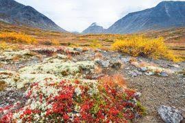 Image result for Cynodon aethiopicus