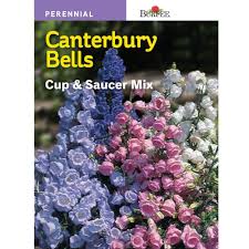 Burpee Canterbury Bells Cup And Saucer Mix Seed Diy Garden Projects Flowers Perennials Garden Flowers Perennials