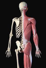 Related posts of anatomy of internal organs male anatomy of the elbow. Upper Body Male Anatomy Of Muscular Photograph By Pixelchaos