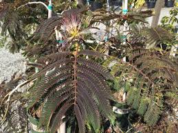 Find this pin and more on mimosa tree by kim burnham. Albizia Julibrissin Chocolate Fountain Wells Medina Nursery