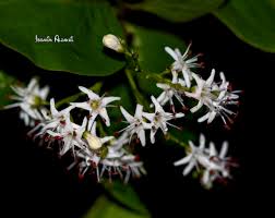 Image result for Ehretia cymosa