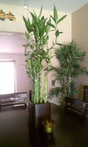 Wearefound Com Nbspwearefound Resources And Information In 2020 Lucky Bamboo Plants Indoor Bamboo Bamboo Plants