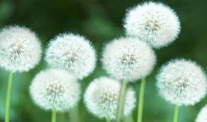 Gambar bunga dandelion alam 5365x3047 1371984. Theresia Ocjelia Y Sitohang Bunga Bunga Theresia