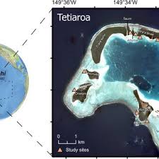 Image result for Polyphlebium borbonicum