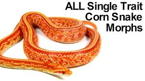 all corn snake morphs