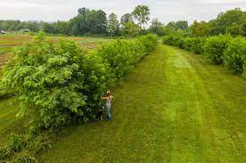 On the remaining 2 acres, he grows tree seedlings and grafted trees in a backyard nursery, his most profitable plants. Agroforestry Is Both Climate Friendly And Profitable Civil Eats