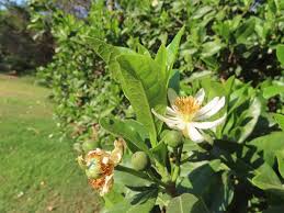 Image result for Xylotheca tettensis