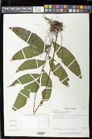 Image result for Tectaria fernandensis