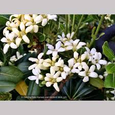 Image result for Pittosporum tobira