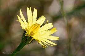 Image result for Hypochaeris radicata