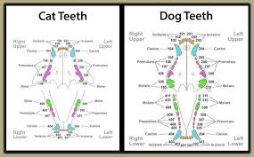 Image Result For Dental Chart Dog Dog Teeth Dogs Teeth