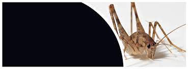 Top pest control services in pittsburgh, pa. Pest Control Wilmington Delaware Exterminator Termites Ants