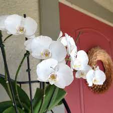 15 Cat Safe Plants That Are Easy To Look After These Houseplants Are Cat Friendly And Non Toxic Find In 2020 Cat Safe Plants Plants Pet Friendly Phalaenopsis Orchid