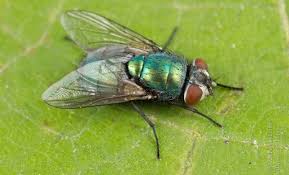 Comment must not exceed 1000 characters. La Terapia Larval La Asquerosa Pero Eficaz Forma De Curar Heridas Infectadas