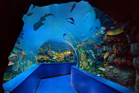 We did not find results for: Sharjah Aquarium Sharjah Museums Authority