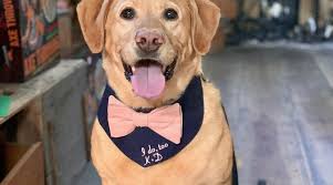 Brittany's Pet Service LLC + Updated Prices