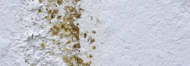 „schimmelpilze gilt als das häufigste mikrobielle wohngift und ist ein sammelbegriff für pilze, die typische pilzfäden und sporen bilden können. Schimmelbefall Im Haus Professionelle Hilfe Von Maltec Ihr Malerbetrieb In Munchen