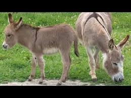 We did not find results for: Miniature Donkeys May Be The Cutest Livestock We Ve Ever Seen Youtube