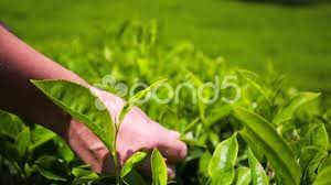 People Harvest Green Tea Bush Stock Footage Green Harvest People Tea Green Tea Green Harvest