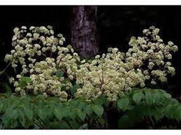 The various names refer to the viciously sharp, spiny stems, petioles, and even leaf midribs. Aralia Spinosa Devil S Walking Stick Native Plants Of North America