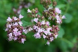 Natürliche moorauszüge mit huminsäuren tun. Dost Oregano Origanum Vulgare Krauter Pflanzen Wilder Majoran Heilkrauter