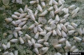 Image result for whitefly in cucumber