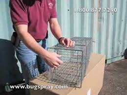 Insert a stick or pencil through the trap and press down on the front or rear edge of the trigger plate. Live Trap Setup Of Medium Sized Traps Youtube
