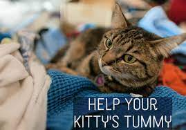 Cat owners often don't realize when their cats are hurting, so we're sharing seven signs your cat is sick, such as acting differently, hiding or vomiting. Home Remedies For Your Cat S Upset Stomach Pethelpful