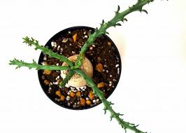 Image result for Euphorbia fanshawei