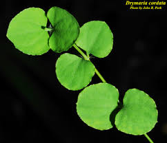 Image result for Drymaria