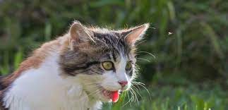 Meine Katze Hechelt Was Steckt Dahinter Tiermedizin Dr Gumpert