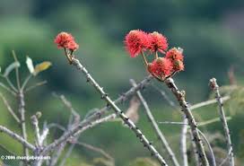 Image result for Erythrina sacleuxii