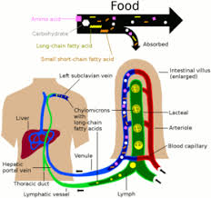 Lymphatic System Wikipedia