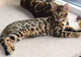cg 25 bengal cat origin united states breed hybrid asian leopard cat domestic bengal katzchen toyger katze