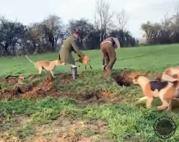 hunting fox hunting – devizine.com