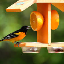 Birds choice flower oriole bird feeder small orange. 10 Types Of Bird Feeders You Need In Your Backyard Family Handyman