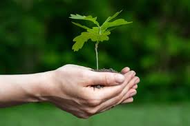 Image result for oak sapling
