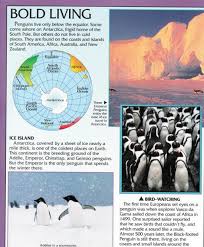 Birds That Look Like Penguins But Can Fly Penguin Facts Penguin Place With Images Penguin Facts What Is Like Penguins