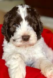 Current availability to reserve on the following litters as of april 23, 2021 lady basil & little hershey kisses all reserved. Great Bridge Australian Labradoodles Australian Labradoodle Puppy Prices